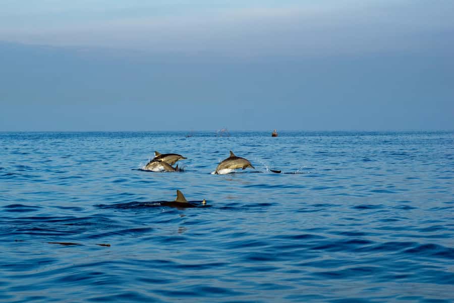 Bali: Watching Dolphin, Swimming & Snorkeling Tour - Swimming near wild dolphins