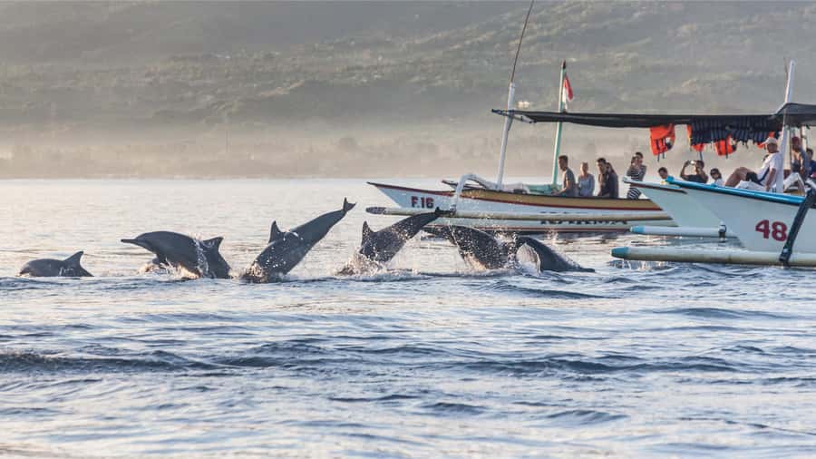 Bali: Watching Dolphin, Swimming & Snorkeling Tour - Hotel pickup, meeting point, and timing
