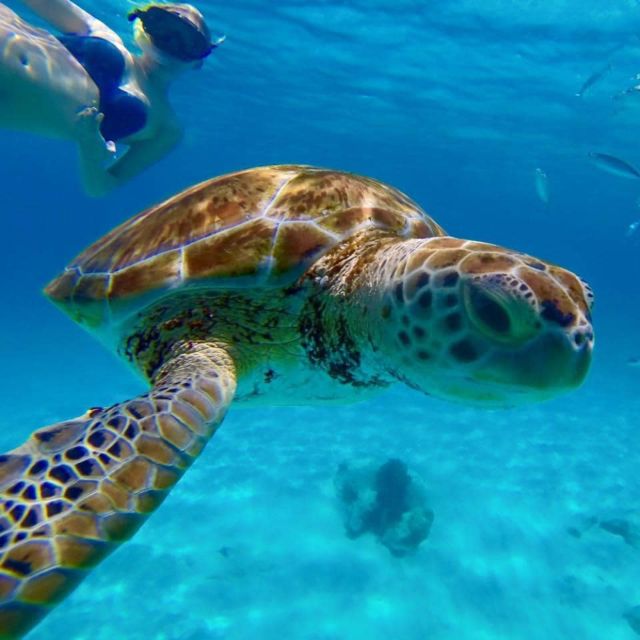 Barbados: Catamaran Tour with Snorkeling and Lunch - Who should book this catamaran tour?