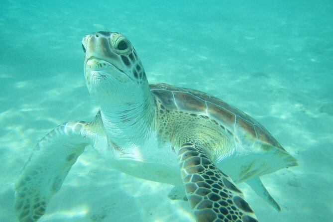 Barbados Catamaran Turtle and Shipwreck Snorkeling Cruise - The shipwreck stop and its schools of fish