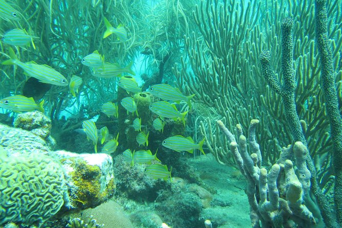 Barbados Catamaran Turtle and Shipwreck Snorkeling Cruise - Food and drinks on board