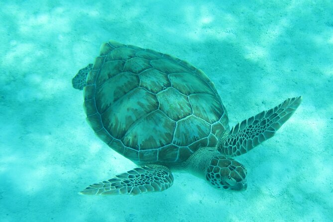 Barbados Snorkeling and Sailing Adventure for Small Groups - Shipwrecks, fish, and the best part of the water stop
