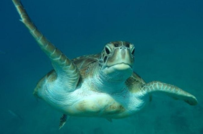 Barbados Sunset and Snorkeling Catamaran Cruise - A crew that shapes the experience
