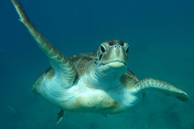 Barbados Sunset and Snorkeling Catamaran Cruise - Sunset is a bonus, not a guarantee
