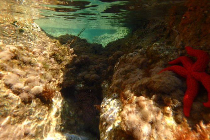 Barcelona Costa Brava Kayak, Snorkel & Cliff Jump Day Tour - Snorkeling among fish, starfish, and octopus