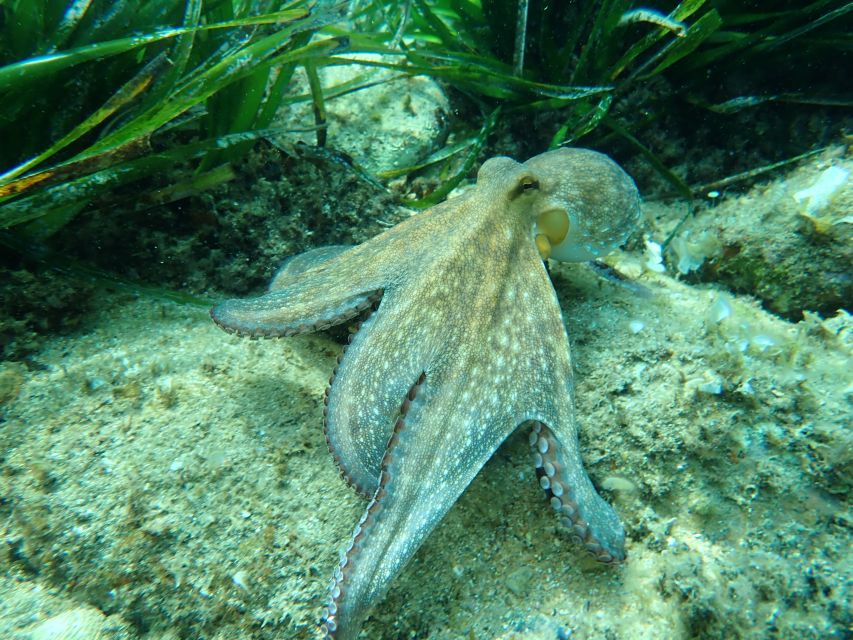 Barcelona: Costa Brava Kayak, Snorkel & Cliff Jump & Lunch - Group Size, Timing, and What to Pack