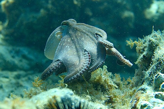 Barcelona Wild Experience: Kayak and Snorkel in Costa Brava - Meeting in La Pau at 8 a.m.