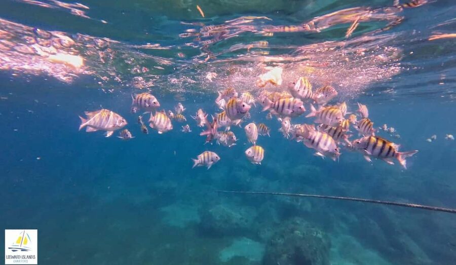 Basseterre: St Kitts 4-hour Catamaran Snorkel Cruise & Lunch - The snorkeling cove and reef life