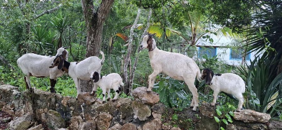 Bayahibe: National Park Jungle Walk & Snorkeling in Cenotes - Practical preparation for a smoother afternoon