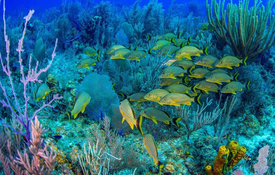 Bayahibe: Snorkeling Tour - Sea, Cotubanama park & Cenotes - Why this day works so well in Bayahibe