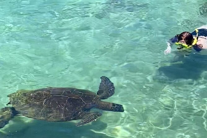 Beach Snorkel - Sea Turtle and Black Sand Lagoon - Starting at Hilo Ocean Adventures on Kamehameha Avenue
