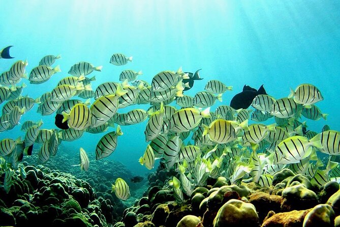 Beach Snorkel - Sea Turtle and Black Sand Lagoon - Second stop: the better chance for turtles and reef fish