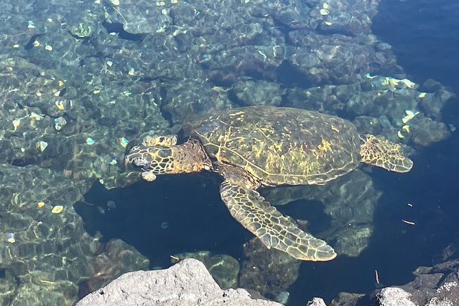 Beach Snorkel - Sea Turtle and Black Sand Lagoon - Choosing morning or afternoon