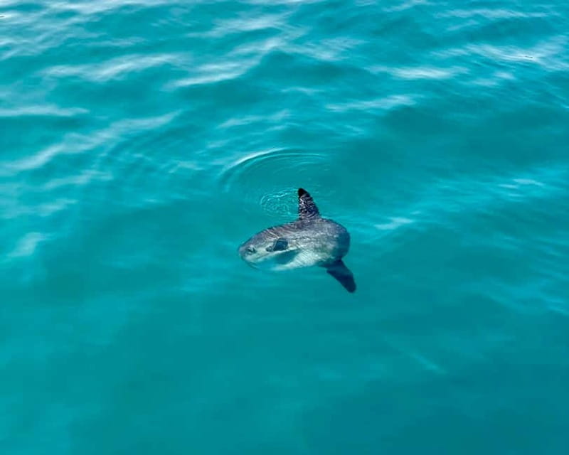 Benalmádena Boat Tour with Snorkeling, Water Slide and Lunch - The first 75 minutes: searching for dolphins