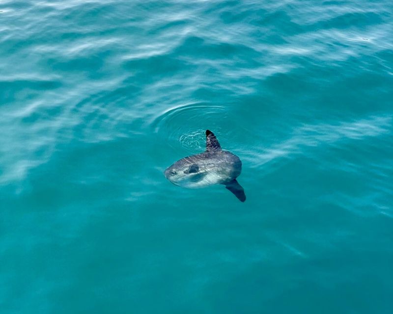 Benalmádena Boat Tour with Snorkeling, Water Slide and Lunch - Snorkeling at the 1852 or 1855 shipwreck
