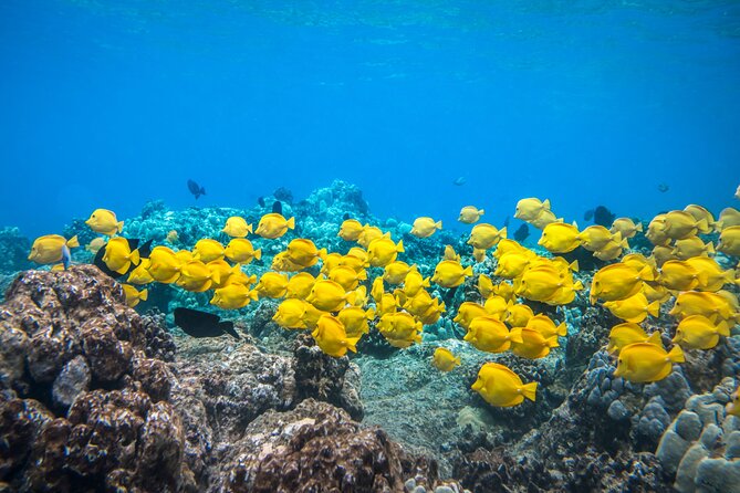 Best Coral Reef Snorkel Tour in Kona - Protected Marine Sanctuary - What makes this Kona snorkel trip worth considering