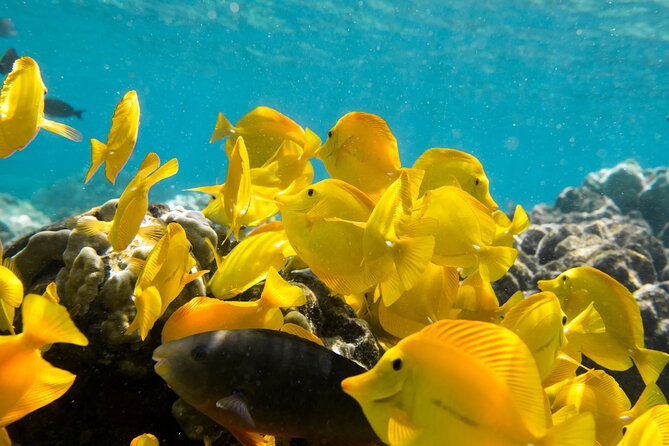 Best Coral Reef Snorkel Tour in Kona - Protected Marine Sanctuary - Why Kealakekua Bay is the star of the day