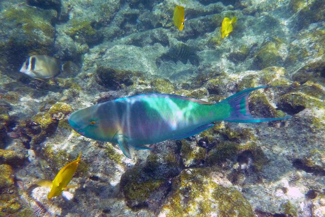 Best Coral Reef Snorkel Tour in Kona - Protected Marine Sanctuary - Stop two: Captain Cook Monument from the water