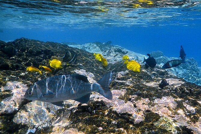 Best Coral Reef Snorkel Tour in Kona - Protected Marine Sanctuary - Group size: intimate, but confirm the number