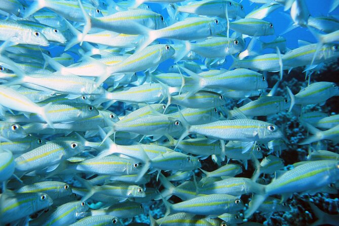Best Coral Reef Snorkel Tour in Kona - Protected Marine Sanctuary - Marine life surprises beyond the reef