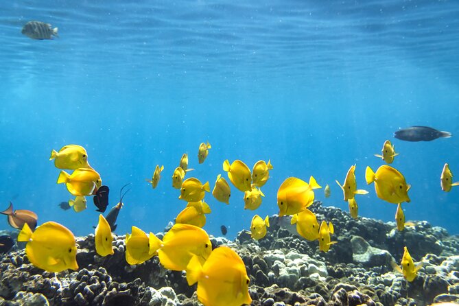 Best Coral Reef Snorkel Tour in Kona - Protected Marine Sanctuary - The boat ride from Honokohau Harbor