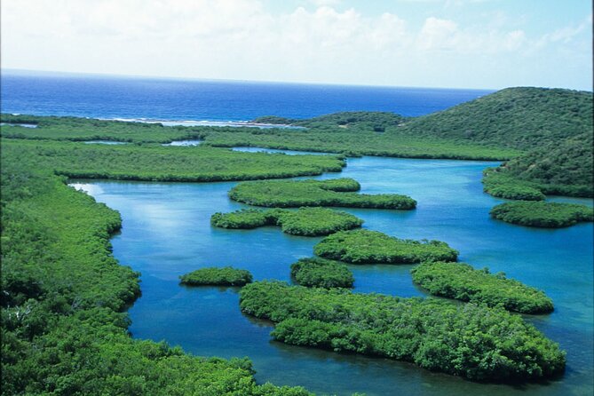 Best of Mangrove Lagoon Kayak, Hike and Snorkel Adventure with Picnic Lunch - Snorkeling among fish, rays, and small creatures