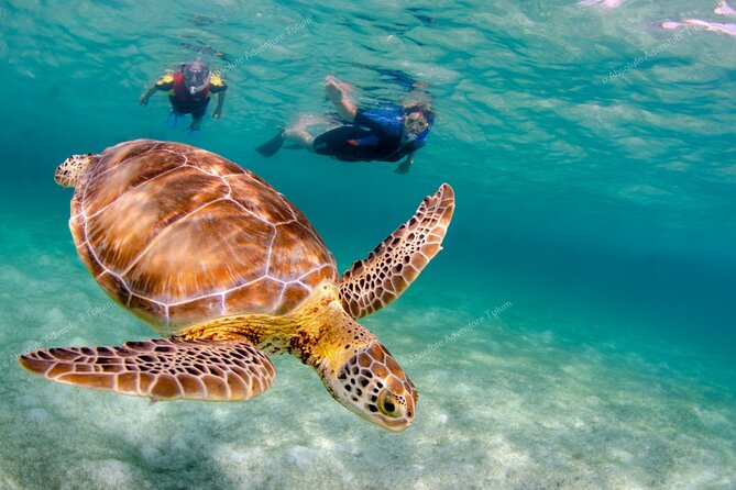 Bestseller! Tulum Private Tour with Turtles and Cenote Snorkeling - Who will enjoy this day most