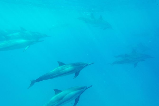 Big Island: Captain Cook Snorkel On A Power Catamaran With Lunch - Lunch aboard the catamaran
