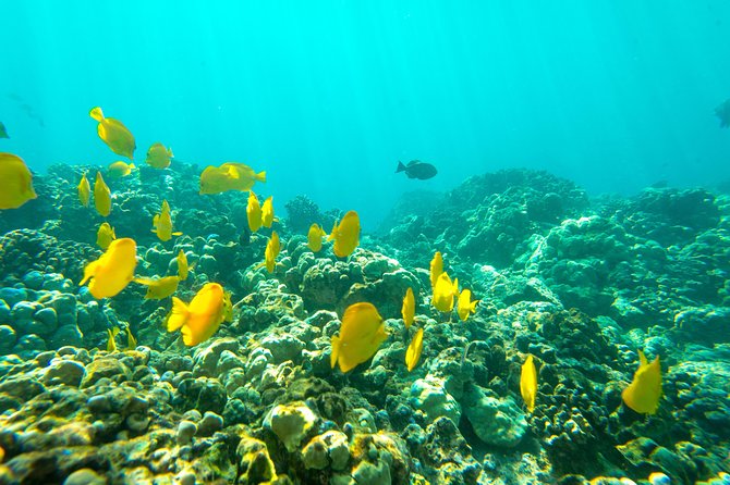 Big Island: Captain Cook Snorkel On A Power Catamaran With Lunch - Practical details before you book