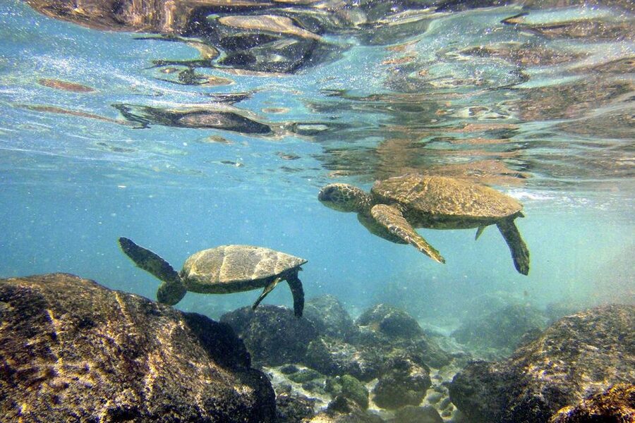 Big Island: Kona Half-Day Boat Tour with Snorkeling & Lunch - Key details before you book