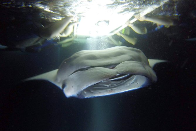 Big Island: Kona Manta Ray Snorkel Tour in Keauhou Harbor - Why manta rays come to Keauhou after sunset