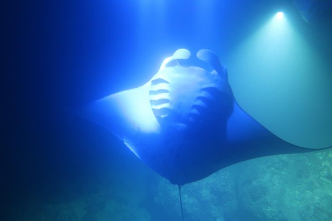 Big Island: Kona Manta Ray Snorkel Tour in Keauhou Harbor - How close do the manta rays get?