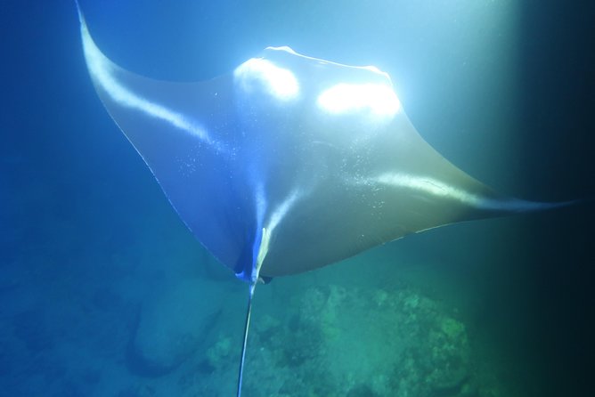Big Island: Kona Manta Ray Snorkel Tour in Keauhou Harbor - Guide quality, safety, and the human side