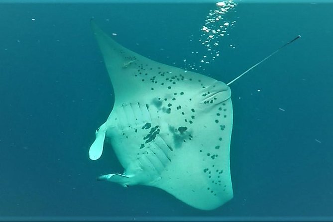 Big Island: Kona Manta Ray Snorkel Tour in Keauhou Harbor - The real value of a $25 tour