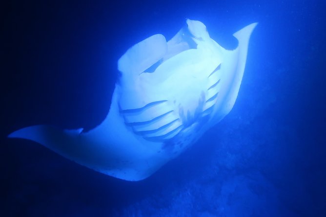 Big Island: Kona Manta Ray Snorkel Tour in Keauhou Harbor - Who should choose this nighttime snorkel?