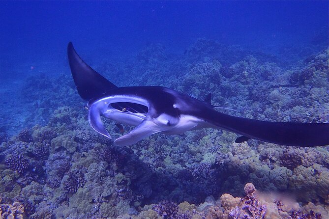 Big Island Manta Ray Night Snorkel - What happens at the floating light board