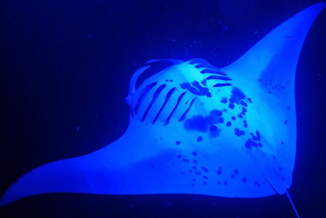 Big Island: Manta Ray Night Snorkeling Adventure in Kailua-Kona - Key points to know before booking