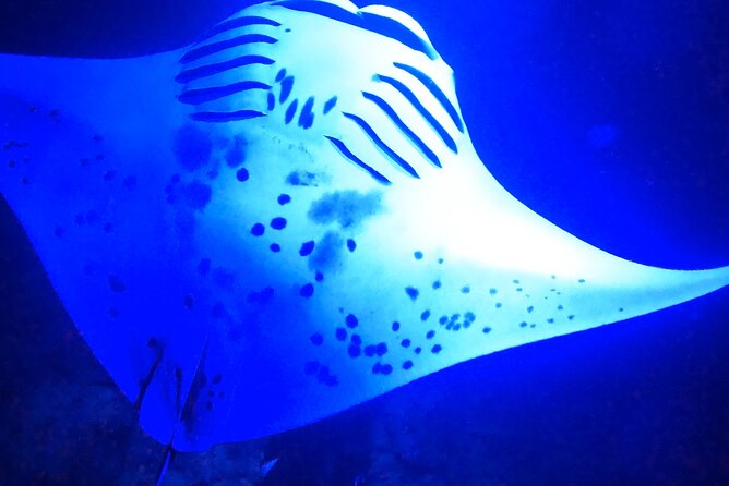 Big Island: Manta Ray Night Snorkeling Adventure in Kailua-Kona - Crew support, safety, and the briefing