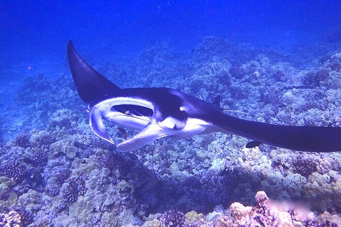 Big Island: Manta Ray Night Snorkeling Adventure in Kailua-Kona - Snacks, drinks, and the ride home
