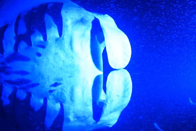 Big Island: Manta Ray Night Snorkeling Adventure in Kailua-Kona - Is $75 a good value?