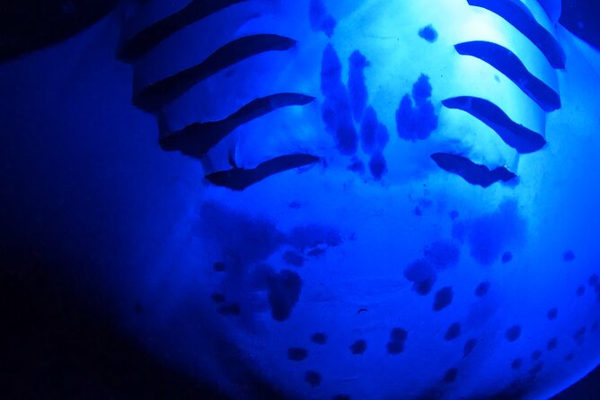 Big Island: Manta Ray Night Snorkeling Adventure in Kailua-Kona - Who should book this Kona night swim?