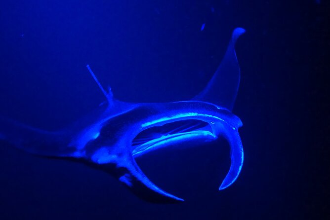 Big Island: Manta Ray Night Snorkeling Adventure in Kailua-Kona - Practical packing advice for this specific trip