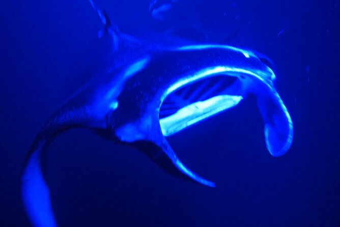 Big Island: Manta Ray Night Snorkeling Adventure in Kailua-Kona - Why the manta encounter is worth the cold water