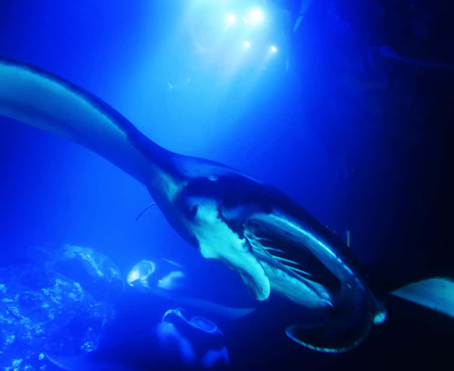 Big Island: Manta Ray Snorkel Boat Tour - Key points to know before booking