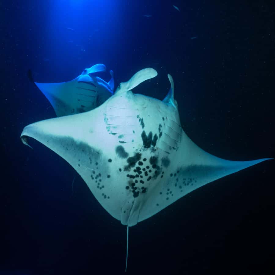 Big Island: Manta Ray Snorkel Boat Tour - Why the manta ray encounter is special