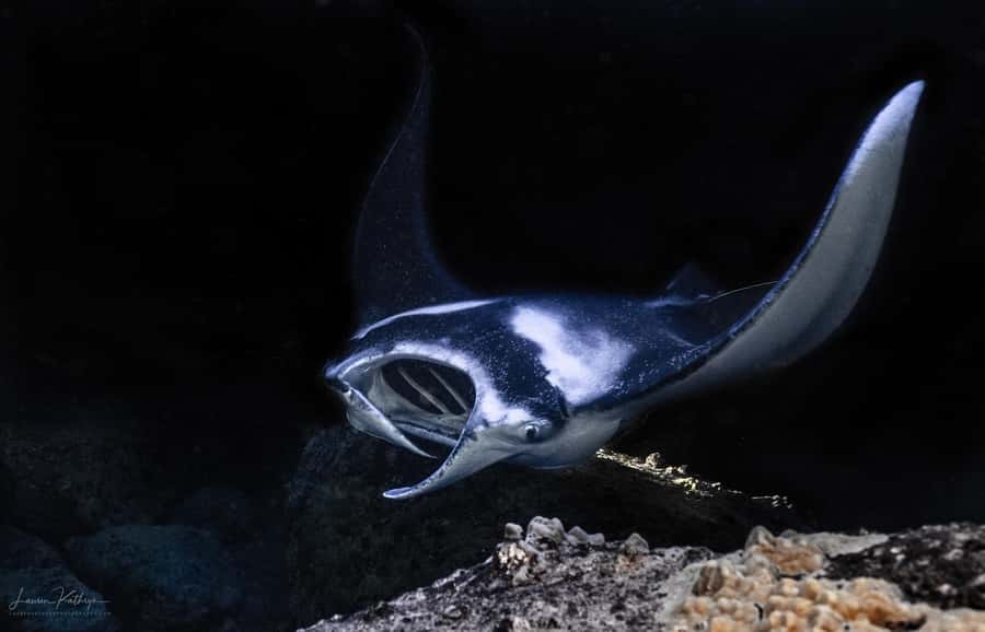 Big Island: Manta Ray Snorkel Boat Tour - The 20-minute safety briefing