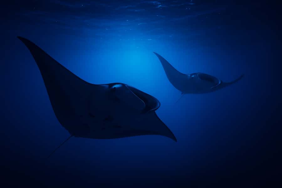 Big Island: Manta Ray Snorkel Boat Tour - The family-run approach