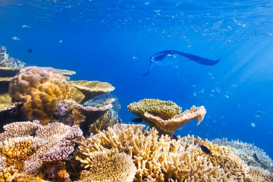 Big Island: Snorkel with Manta Rays - Manta Guarantee - Key points at a glance