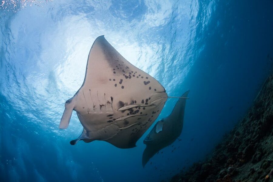 Big Island: Snorkel with Manta Rays - Manta Guarantee - Setting out from Keauhou Bay on the HokuNui