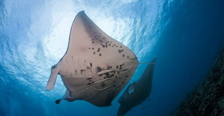 Big Island: Snorkel with Manta Rays - Manta Guarantee - Why the manta encounter works after sunset